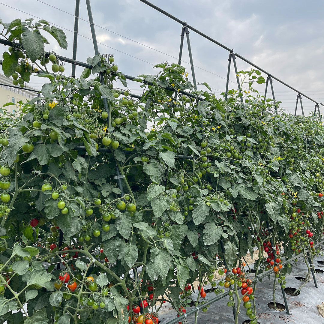 Edena | Plant Climbing Frame Trellis