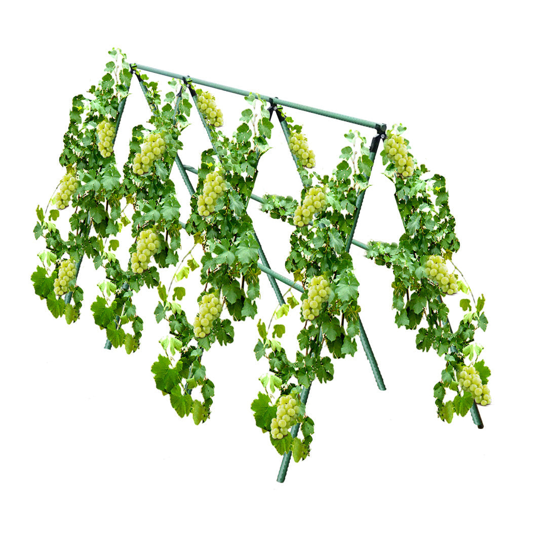 Edena | Plant Climbing Frame Trellis
