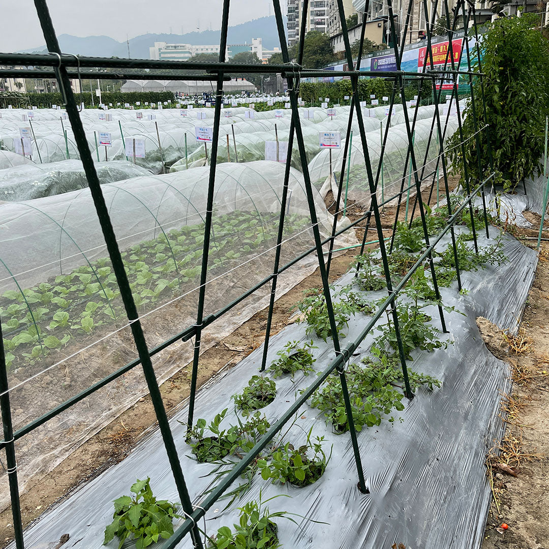 Edena | Plant Climbing Frame Trellis