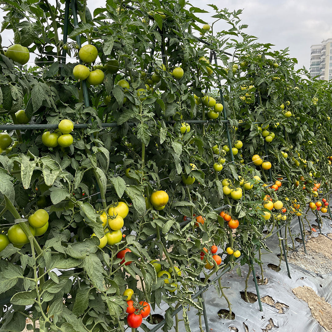 Edena | Plant Climbing Frame Trellis