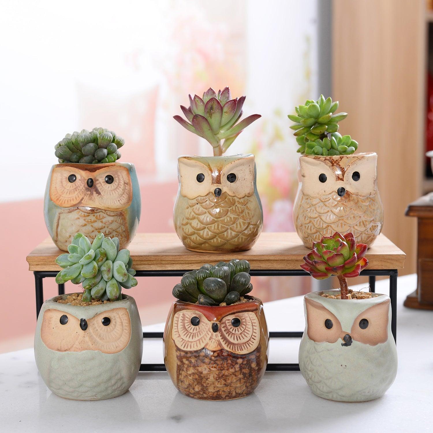 Hoot & Grow Mini Owl Pot Collection – Set of 6