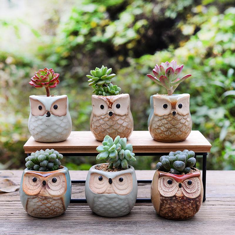Hoot & Grow Mini Owl Pot Collection – Set of 6