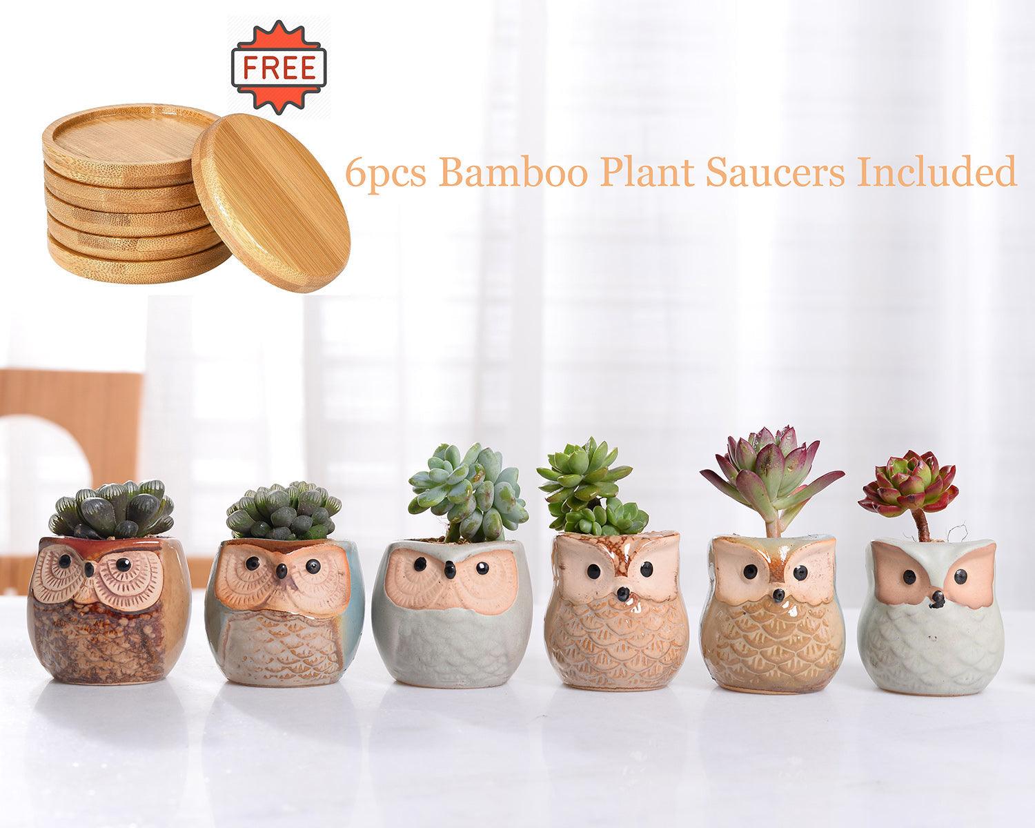 Hoot & Grow Mini Owl Pot Collection – Set of 6